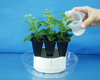 water poured on multiple plant tray