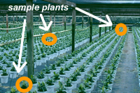 plant production area