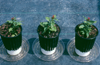 multiple plant tray on a PVC pipe ring