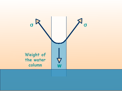 Ilustracion de agua en un tubo capilar